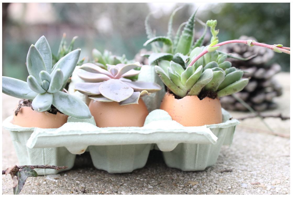 oeufs à planter